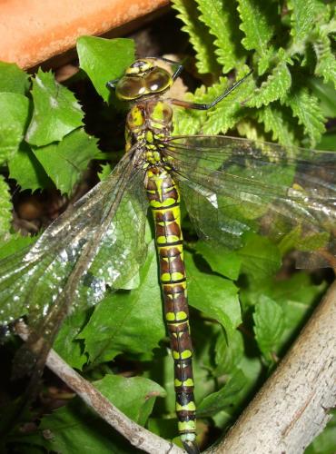 Aeshna cyanea